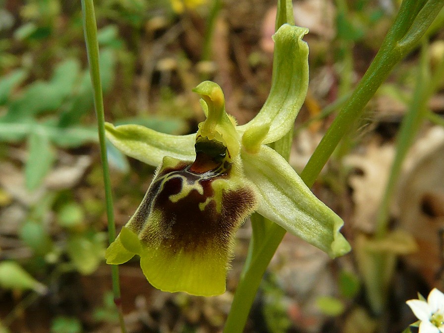 Ophrys lacaitae x Ophrys fuciflora